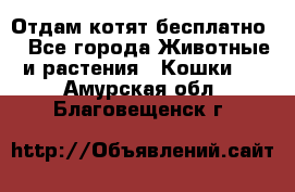 Отдам котят бесплатно  - Все города Животные и растения » Кошки   . Амурская обл.,Благовещенск г.